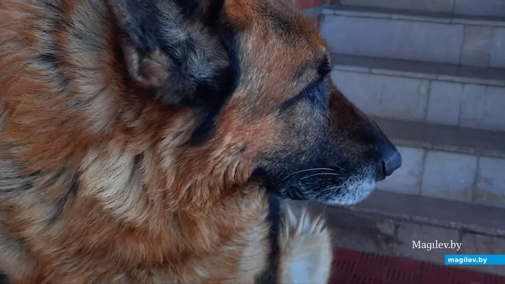 22.02.2023 г. Могилев, Чапаевка. Невозмутимое спокойствие что в холода, что в жару. Вот что значит воспитание.