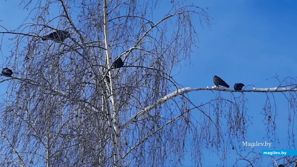 22.02.2023 г. Могилев, Чапаевка. Каркушам холода нипочем.