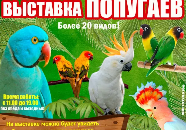 Яркое оперение и говорящий Кроша: выставка экзотических попугаев с 24 февраля работает в Могилеве
