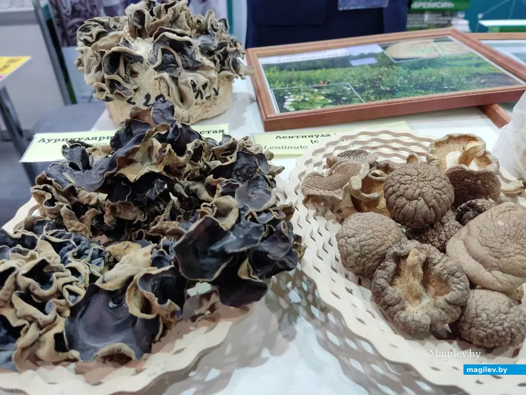 Научно-техническая выставка «Беларусь интеллектуальная». Могилев, 24.02.2023 г.