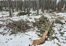 Масленица в Малой Боровке, кто стал победителем в многоборье спасателей и когда очистят от поваленных деревьев лес в зоне отдыха: обзор СМИ за минувший день