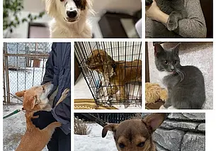 Альма, Лисичка и малышка Лав: подборка бесплатных объявлений о тех, кому нужен дом