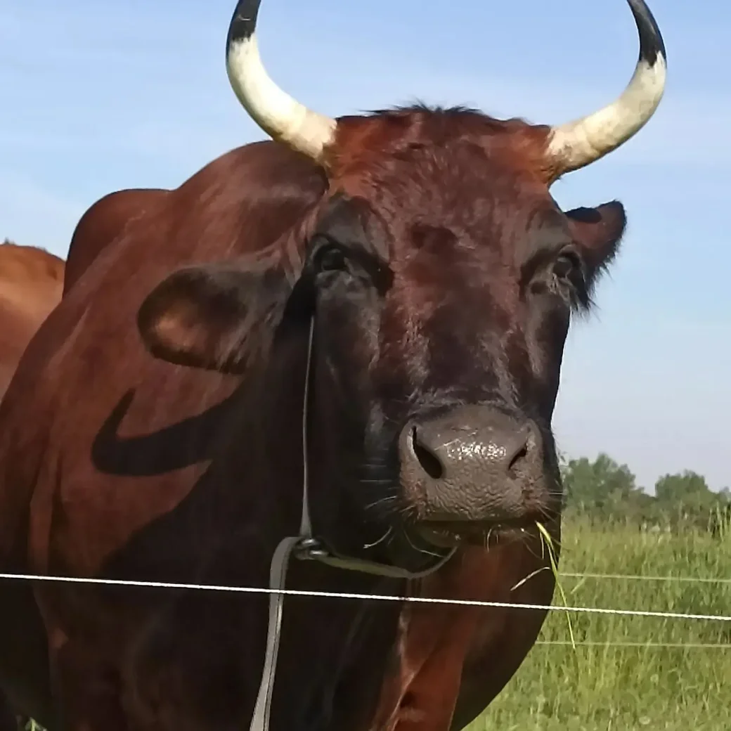 Коровы Зою «затянули».