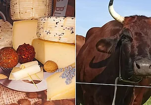 Как жительница Могилевщины уехала из благоустроенного дома на хутор и делает элитные сыры