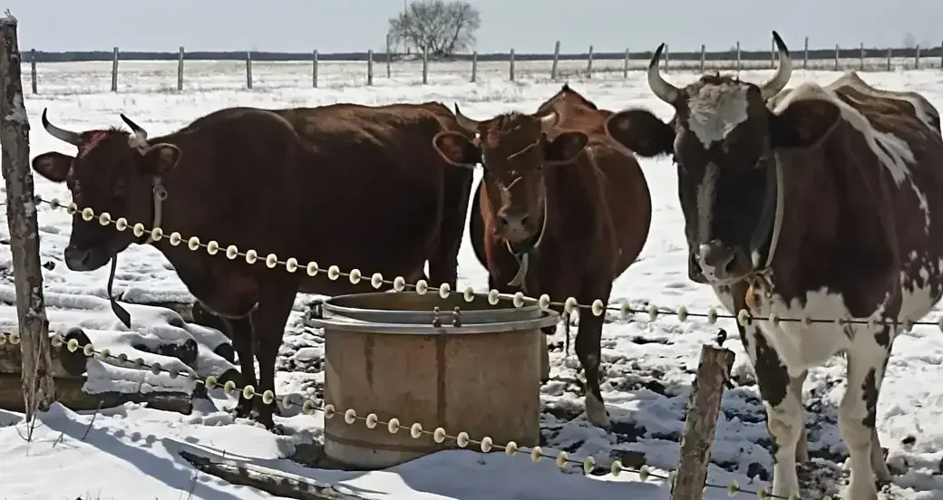 Кормилицы Зои Багаутдиновой.
