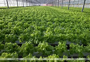 Ранних овощей не хватает: в Беларуси будут строить и модернизировать тепличные хозяйства