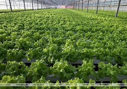 Ранних овощей не хватает: в Беларуси будут строить и модернизировать тепличные хозяйства