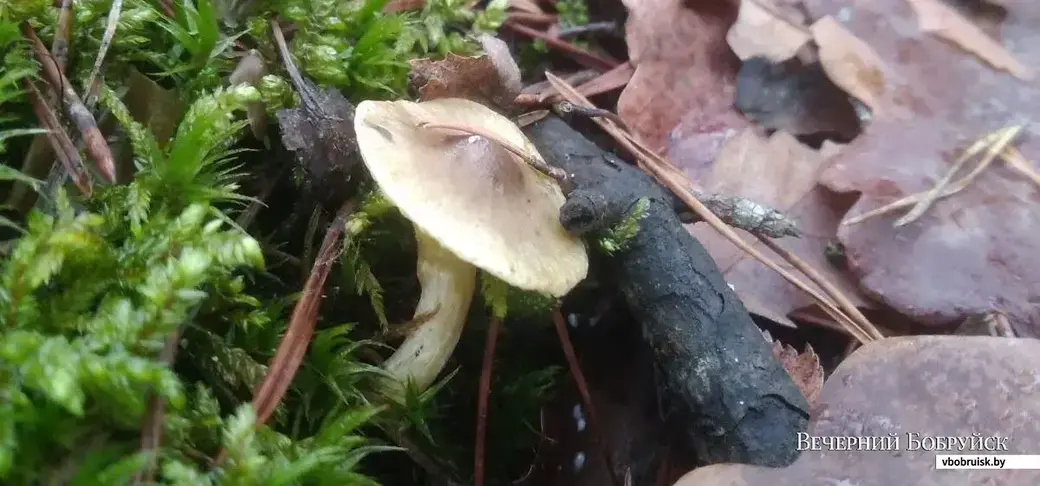 Грибы Антонины Соколовой. Бобруйск, 30.12.2023 год.