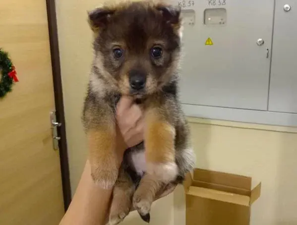 Щенок без клички.