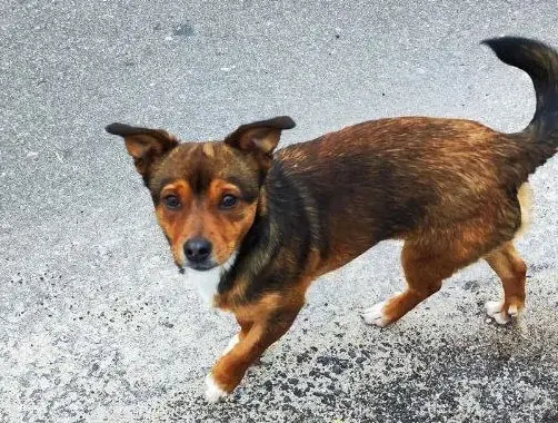 Малыш-коротколапик.