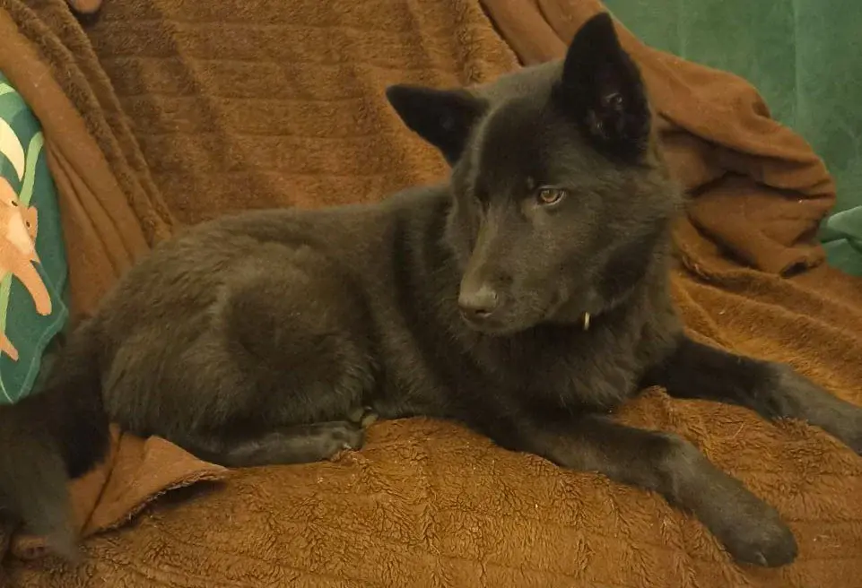 Щенок-подросток.