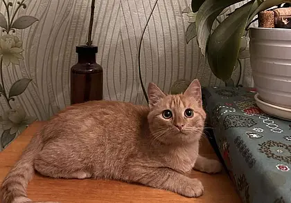 Собака Энджи, рыжий кот и щенки без кличек: кто ищет хозяина в Могилеве