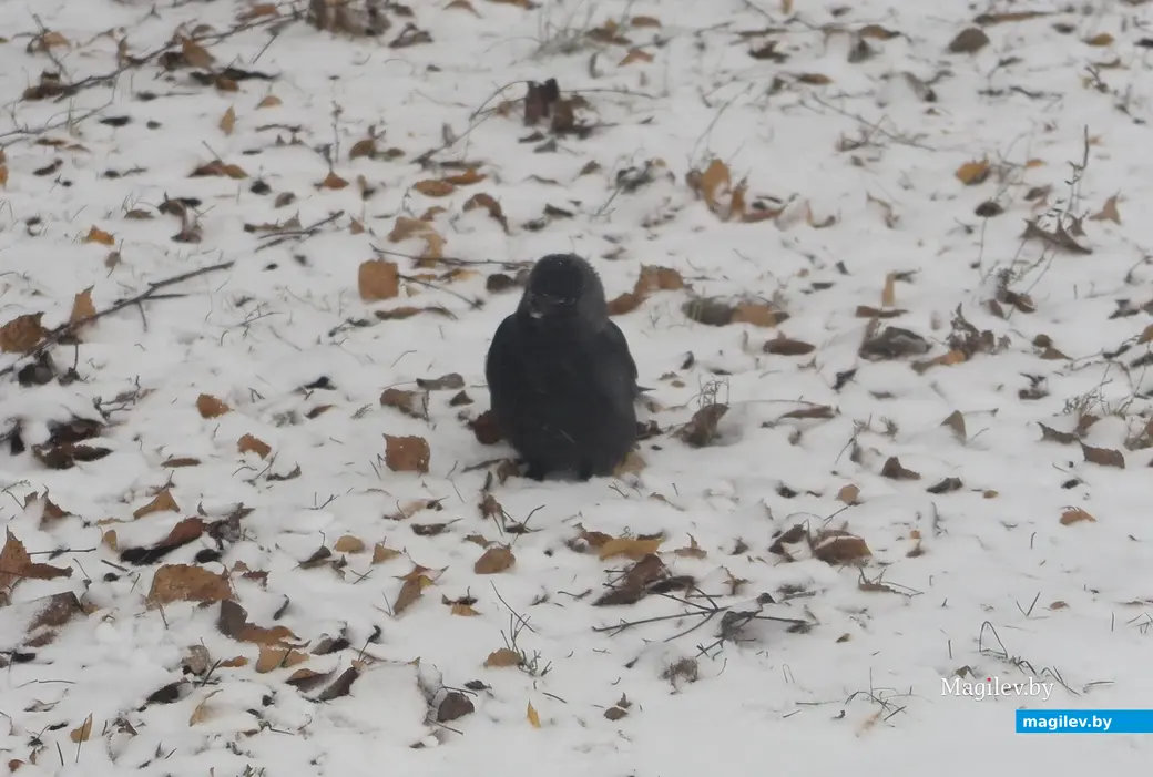 23.11.2023 г. В Могилев пришла зима.