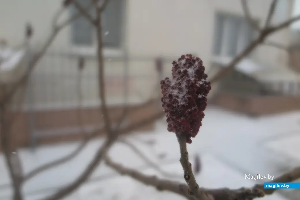 23.11.2023 г. В Могилев пришла зима.