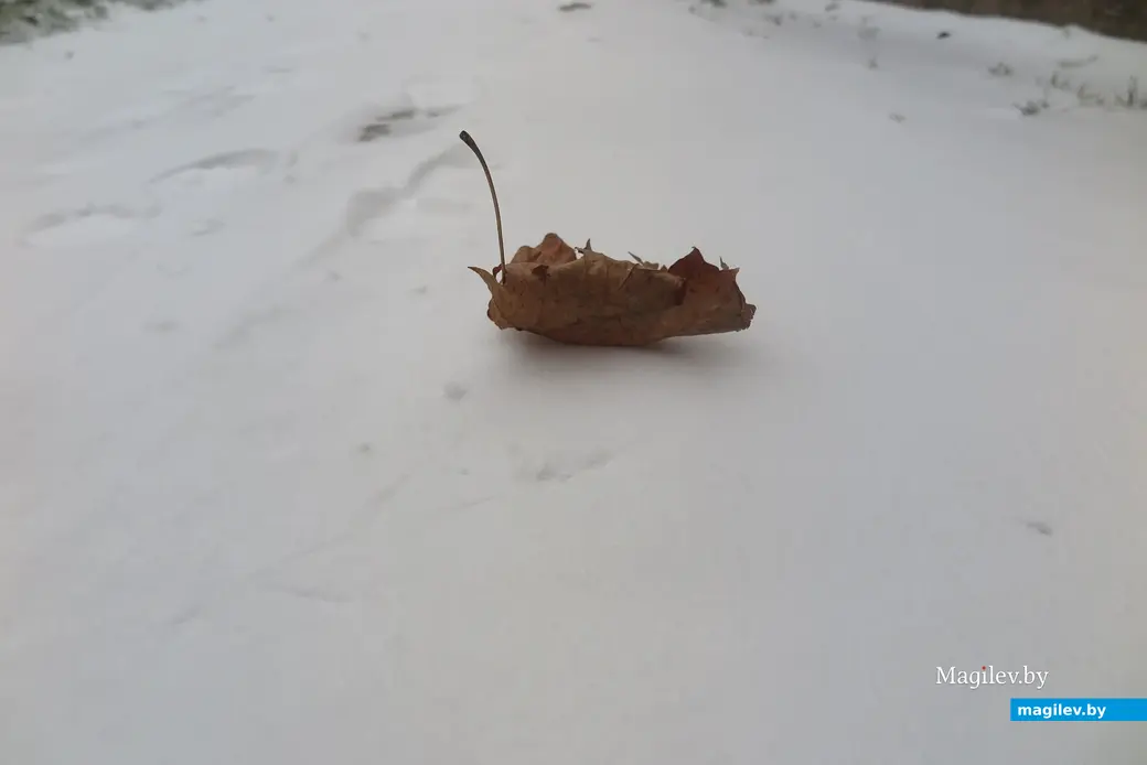 23.11.2023 г. В Могилев пришла зима.