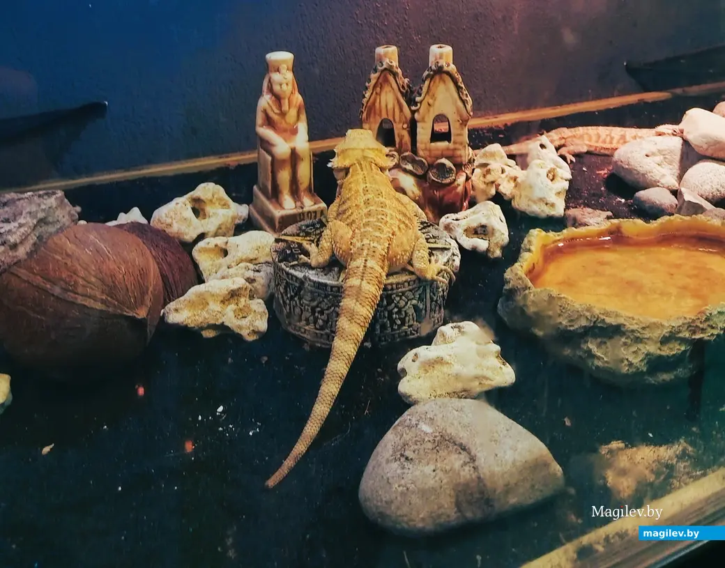 Ноябрь 2023 г. Могилев. Рестобар «Амазонка». 6-й «Гастрофест».