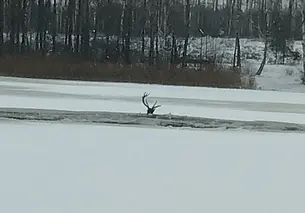 В Чаусском районе олень провалился под лед: на помощь пришли спасатели (видео)