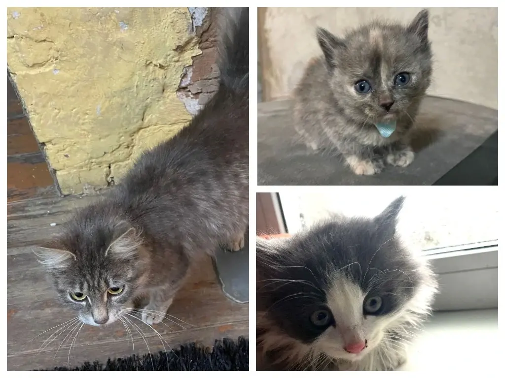 Котята и кошка.