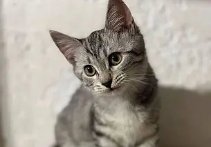 Собака Рина, щенки с мамой и кошка Фефа: кто ищет хозяина в Могилеве