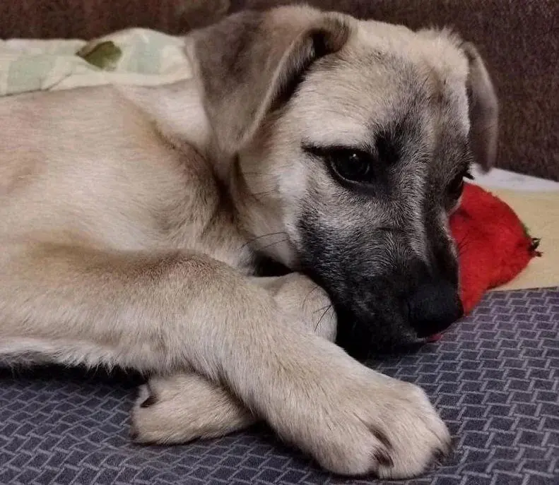 Щенок-девочка