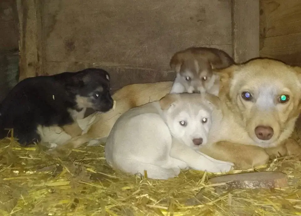 Собака-мама и малыши.