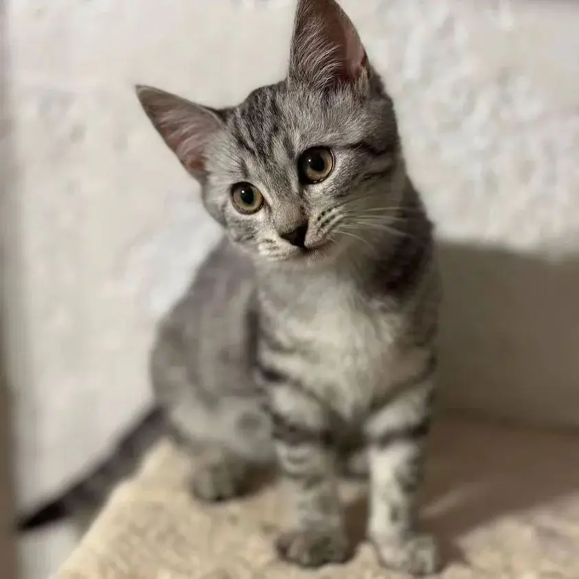 Кошка Фефа.