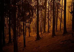 ООН: 2023 год стал самым жарким за историю наблюдений