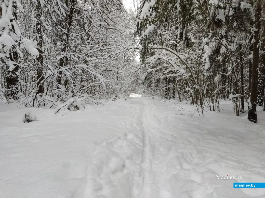 Любужский лесопарк, Могилев, 3.12.2023 г.