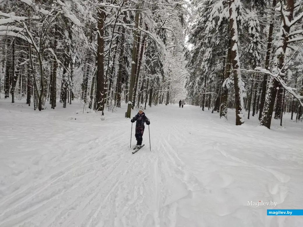 Любужский лесопарк, Могилев, 3.12.2023 г.