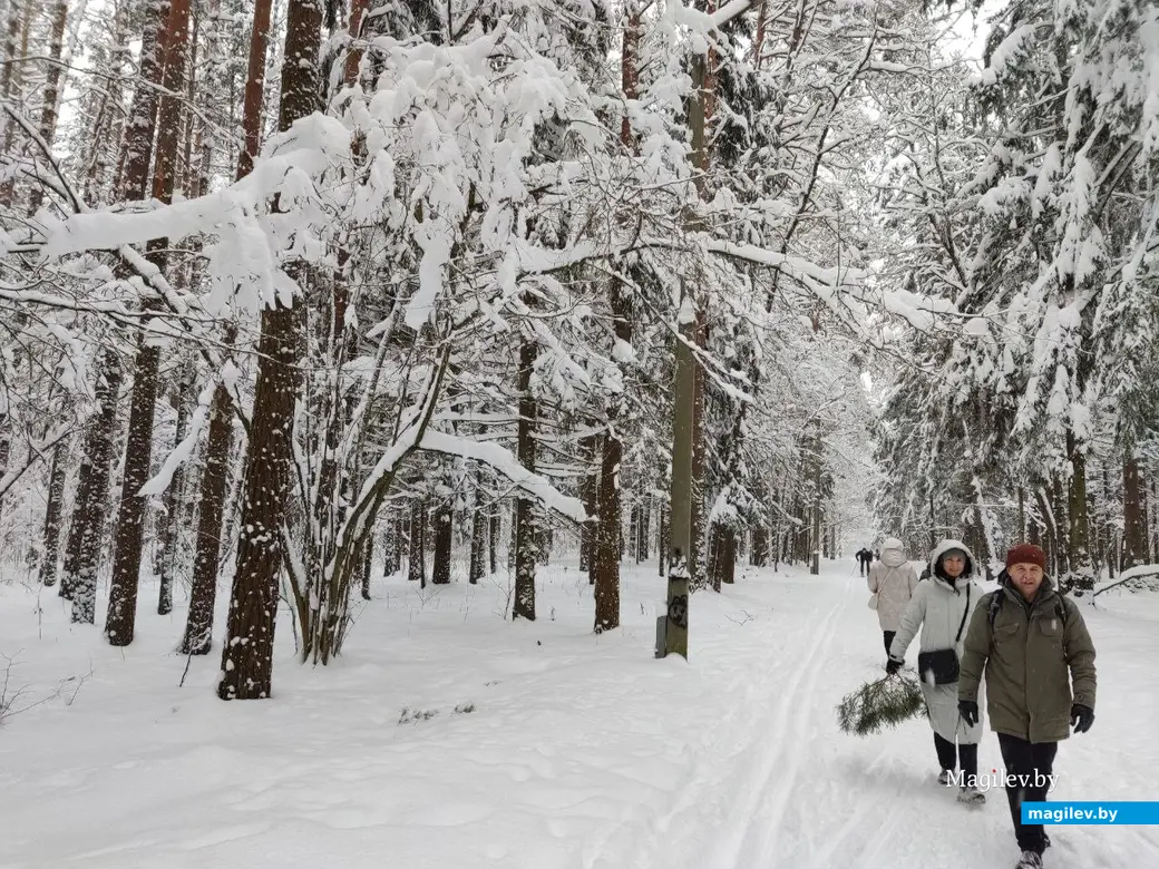 Любужский лесопарк, Могилев, 3.12.2023 г.