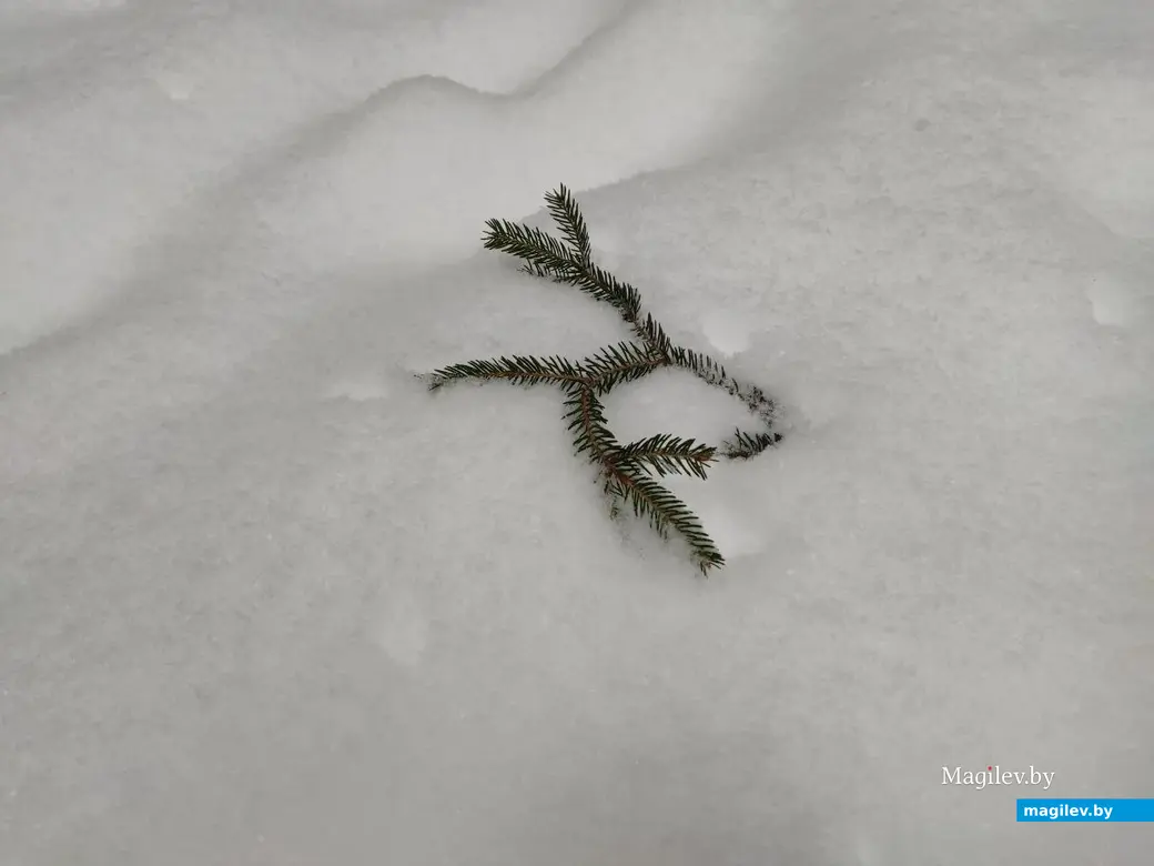 Любужский лесопарк, Могилев, 3.12.2023 г.