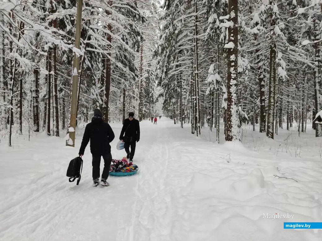 Любужский лесопарк, Могилев, 3.12.2023 г.