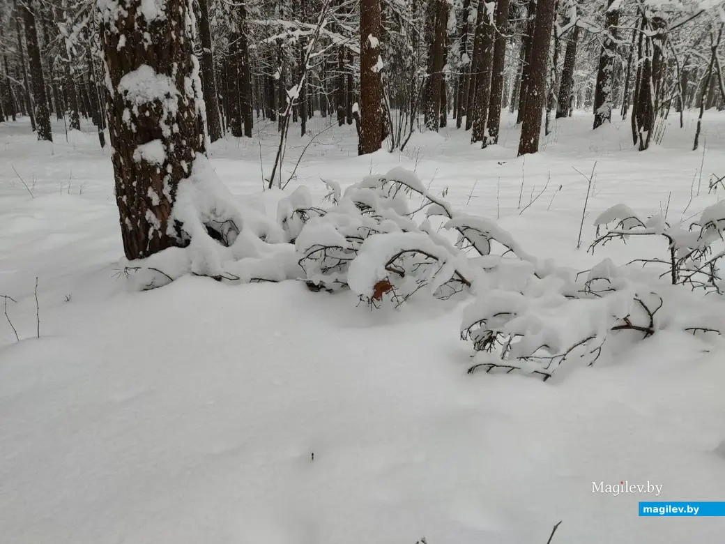 Любужский лесопарк, Могилев, 3.12.2023 г.
