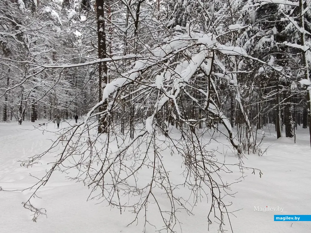 Любужский лесопарк, Могилев, 3.12.2023 г.