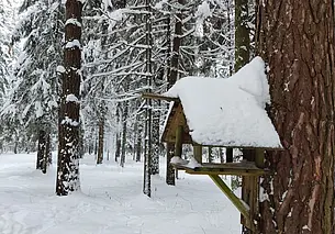 Где в Могилеве купить кормушку для птиц и чем ее наполнить: разбираемся вместе с экспертом