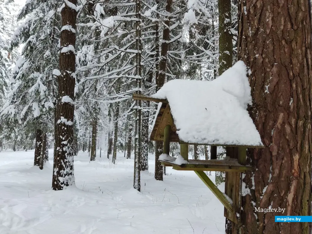 Каких только птичьих кормушек нет в Любужском лесопарке! Могилев, 3.12.2023 г.