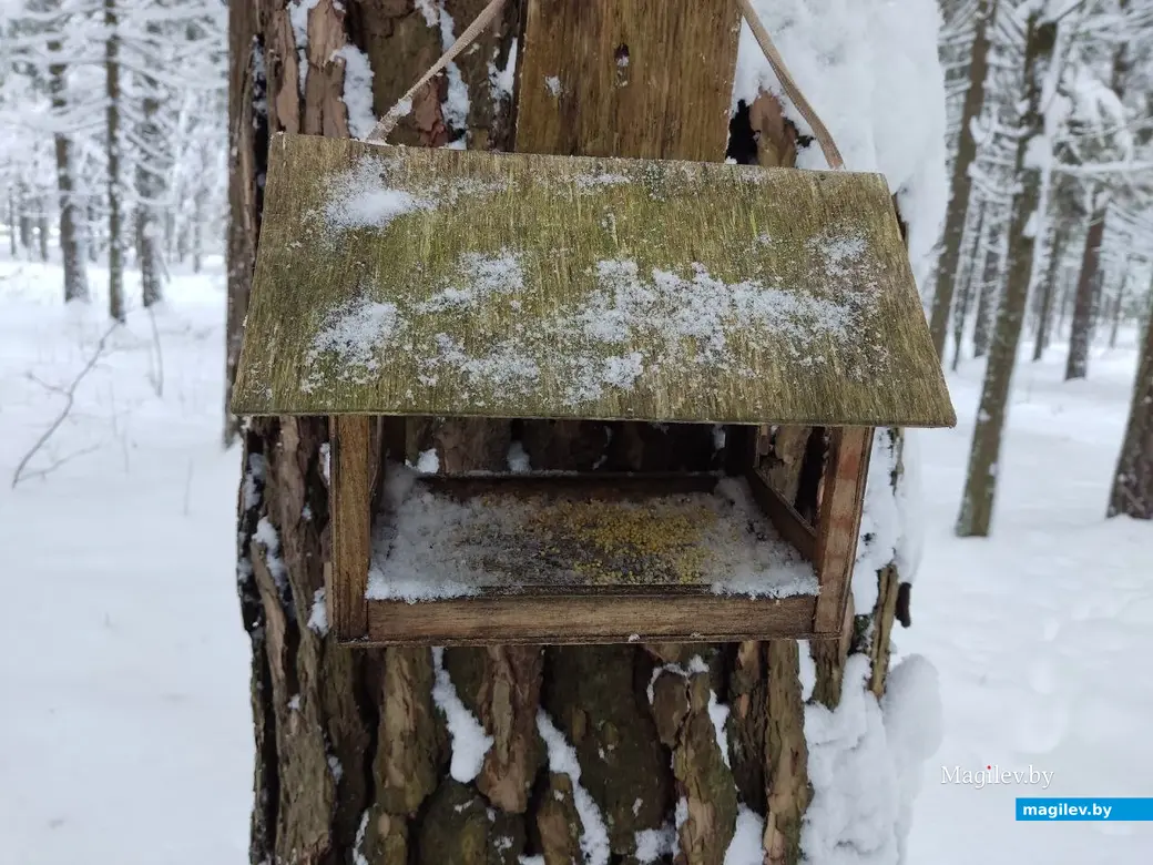 Каких только птичьих кормушек нет в Любужском лесопарке! Могилев, 3.12.2023 г.