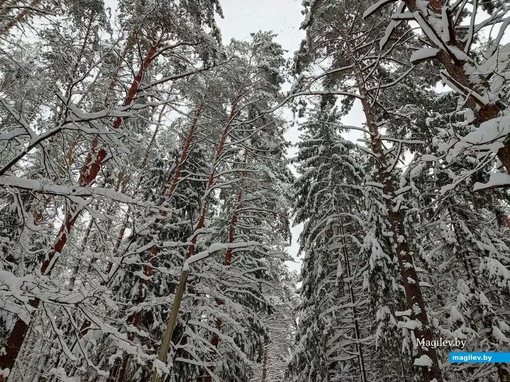 Любужский лесопарк, Могилев, 3.12.2023 г.