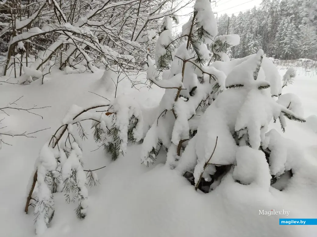 Любужский лесопарк, Могилев, 3.12.2023 г.