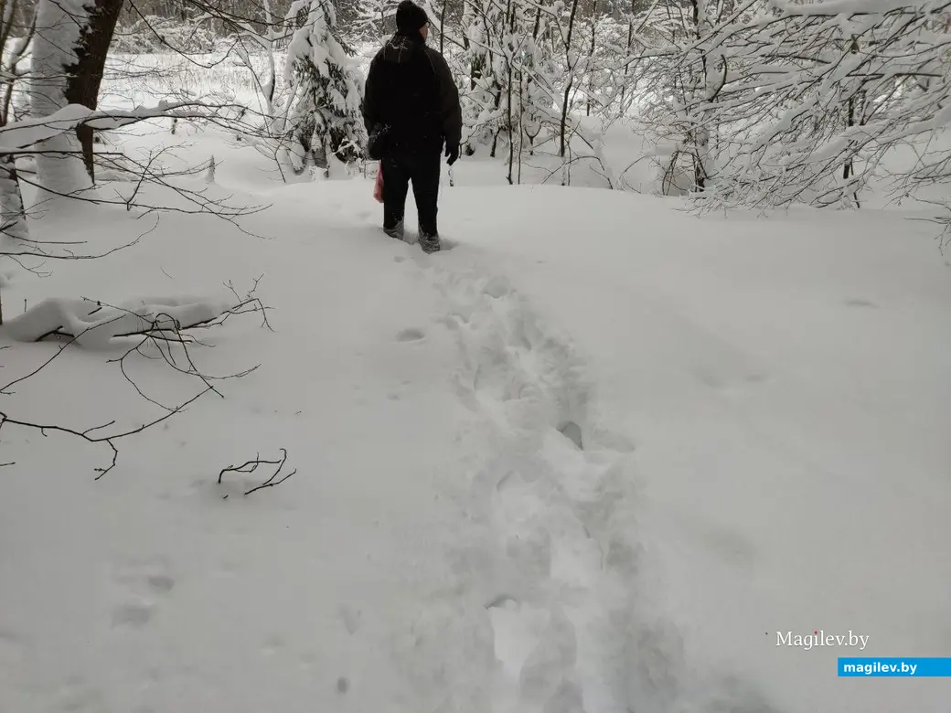 Любужский лесопарк, Могилев, 3.12.2023 г.