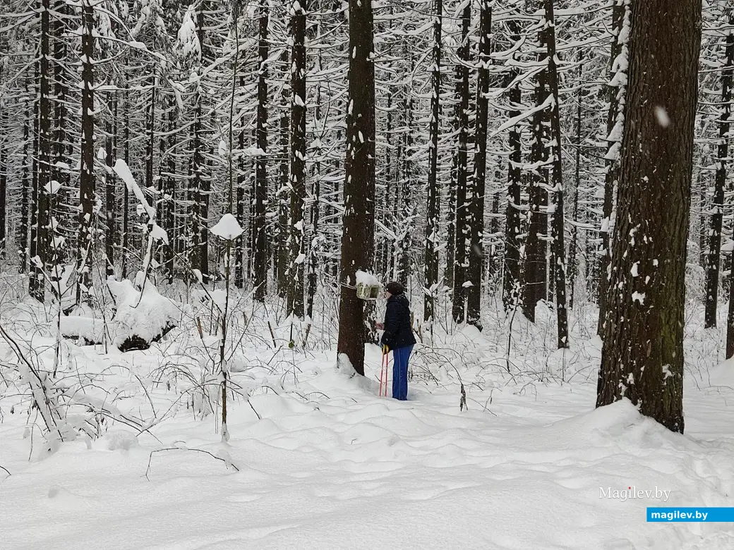 Любужский лесопарк, Могилев, 3.12.2023 г.