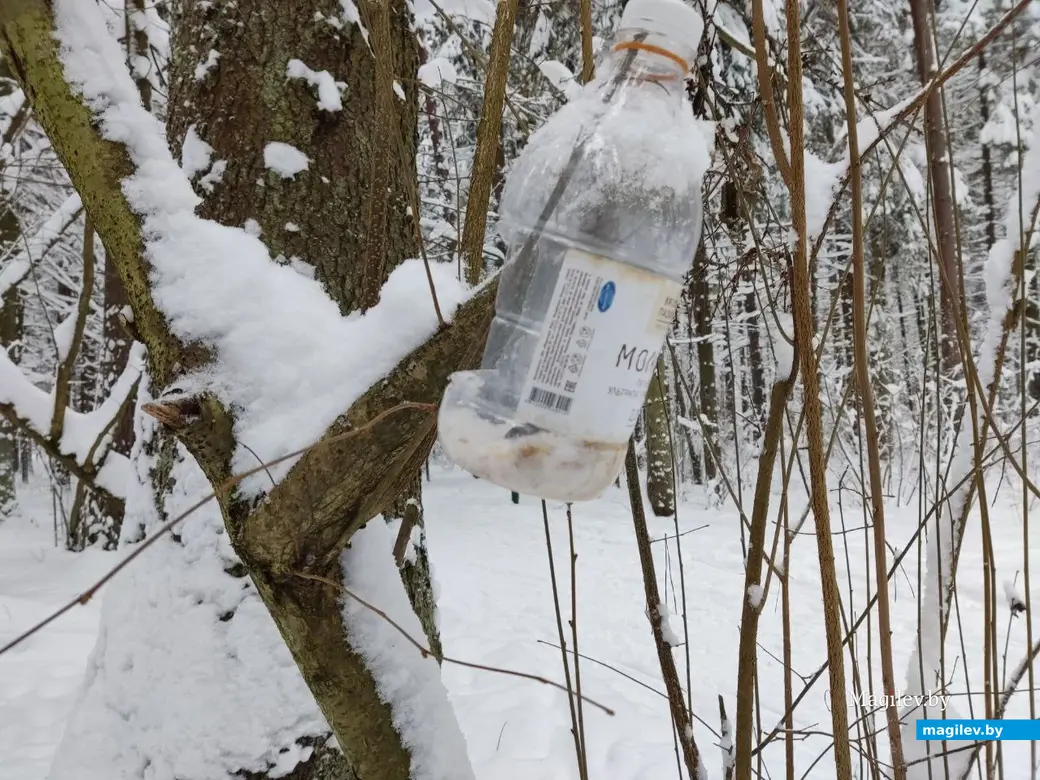 Каких только птичьих кормушек нет в Любужском лесопарке! Могилев, 3.12.2023 г.