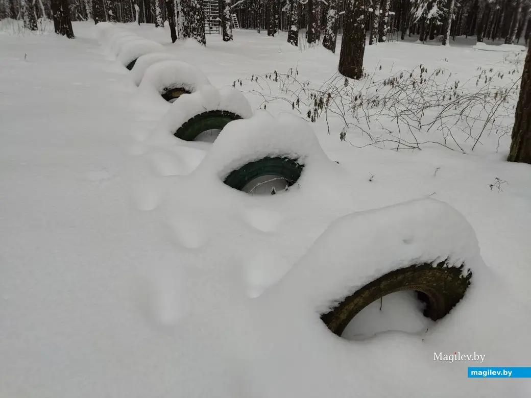 Любужский лесопарк, Могилев, 3.12.2023 г.