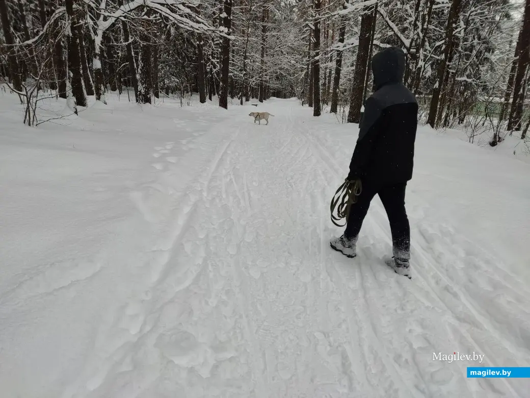 Любужский лесопарк, Могилев, 3.12.2023 г.