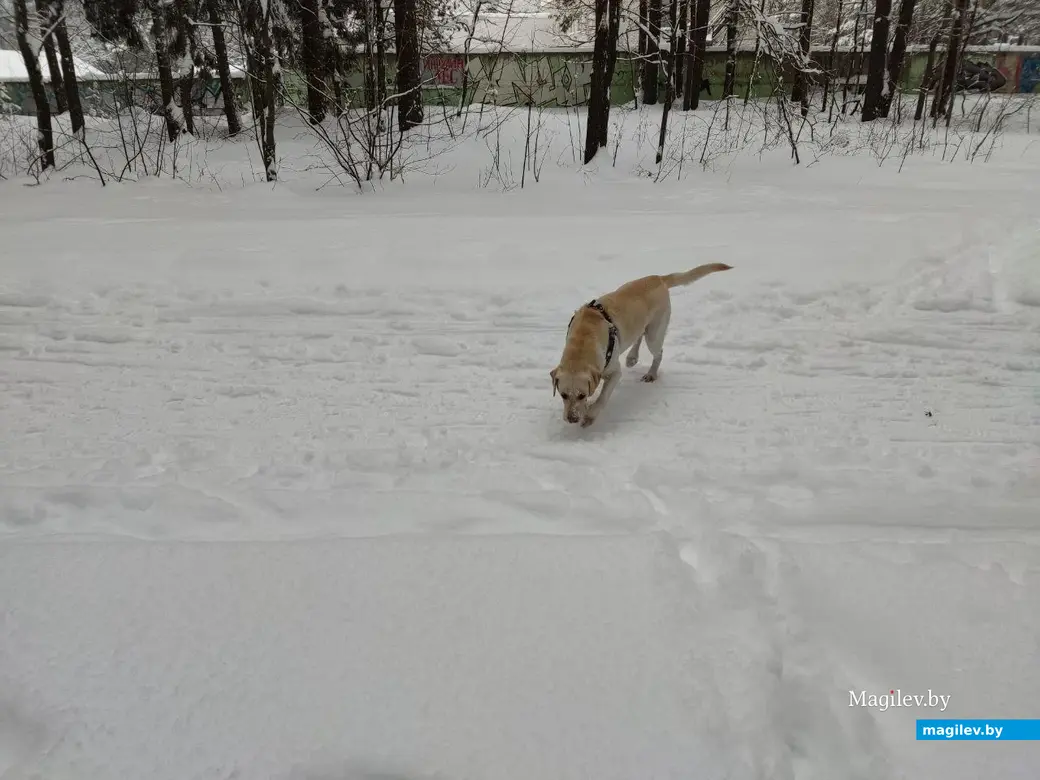 Любужский лесопарк, Могилев, 3.12.2023 г.