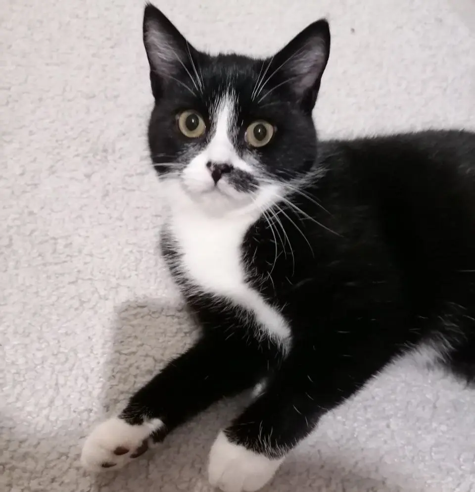 Кошечка Лиза.