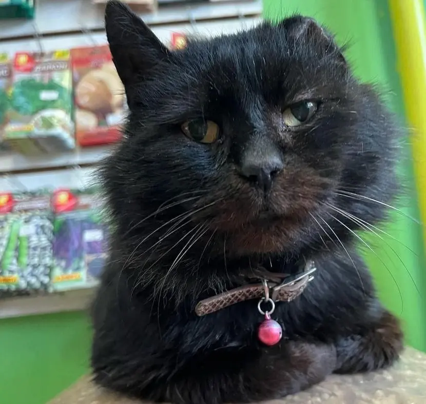 Старичок-бедолага.