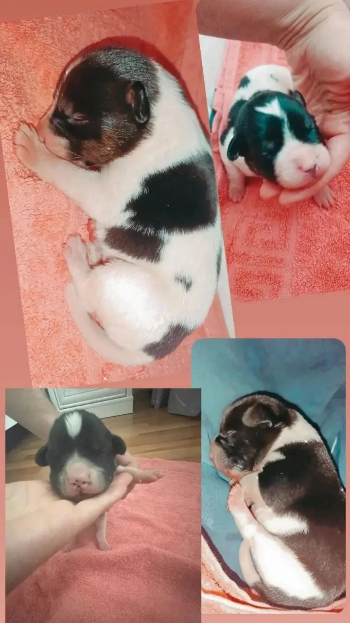 Два мальчика-щенка.