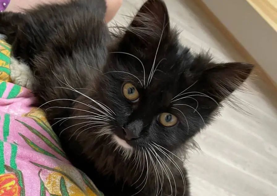 Котенок, найденный на улице.