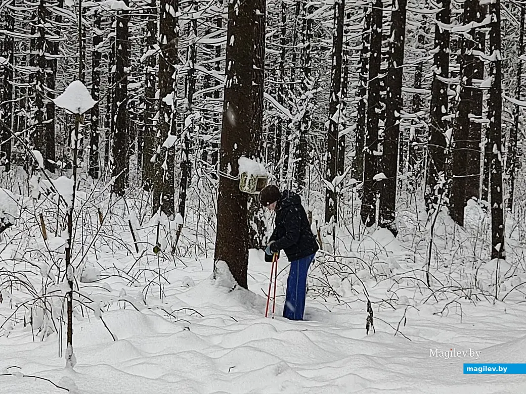 Каких только птичьих кормушек нет в Любужском лесопарке! Могилев, 3.12.2023 г.